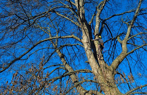 Javor v Lužáneckém parku je mezi začínajícími stromolezci oblíbený. (autor: Eva Bartáková)